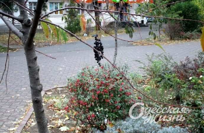 Осень в Одессе. Котова