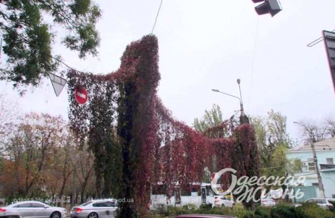 Осень в Одессе. Котова