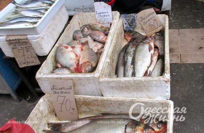 Привоз 24.11. Котова