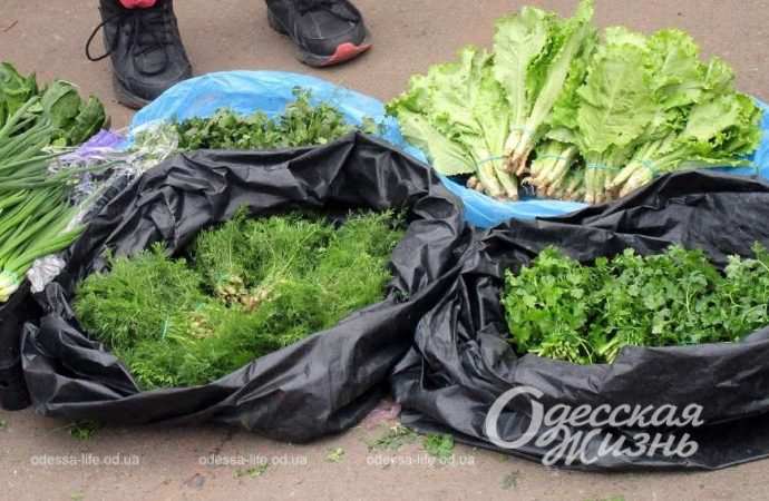 Привоз 24.11. Котова