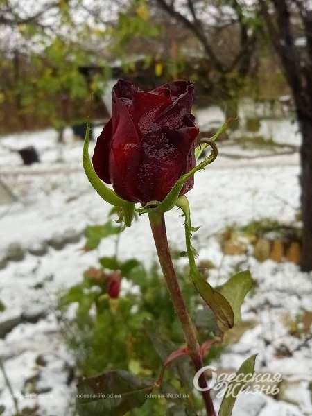 Первый снег покрыл розы