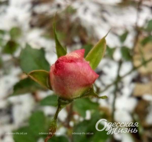 Роза в снегу, Одесса, ноябрь 2023