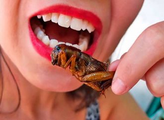 Почему насекомые могут стать едой будущего