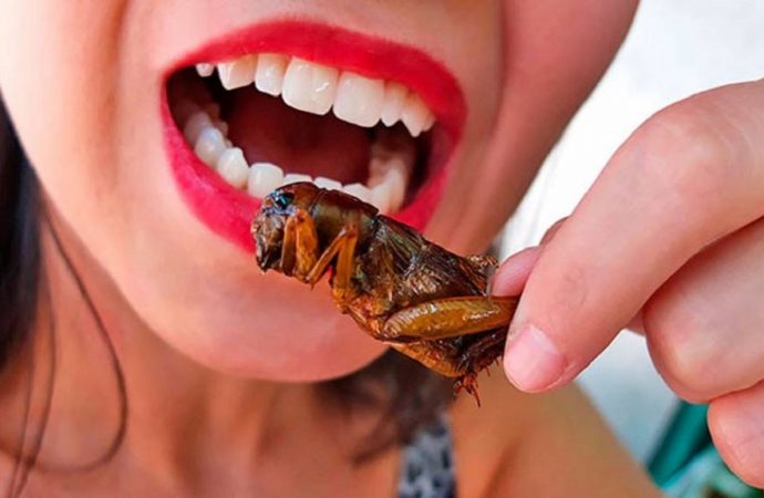Почему насекомые могут стать едой будущего