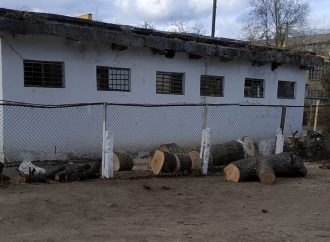 В Арцизі масово знищують великі дерева: що спричинило таке варварство