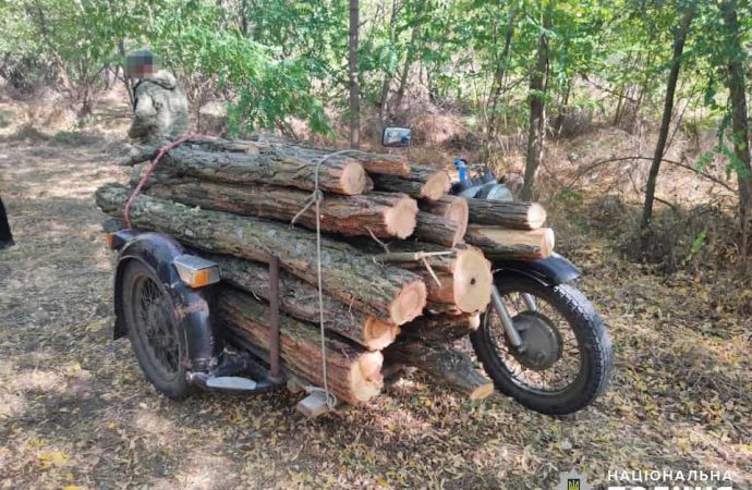 За заготовку деревьев житель Одесщины может оказаться за решеткой