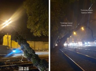 Из-за упавшего дерева в Одессе не ходят два трамвая