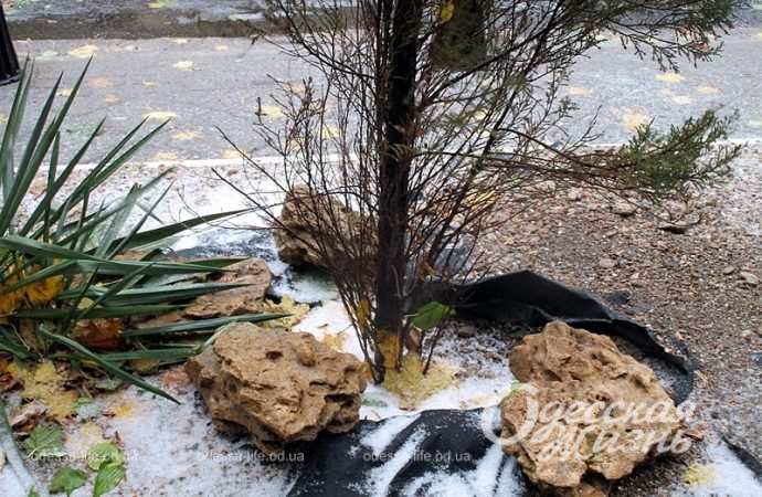 Одесса,, 26 ноября 2023-11