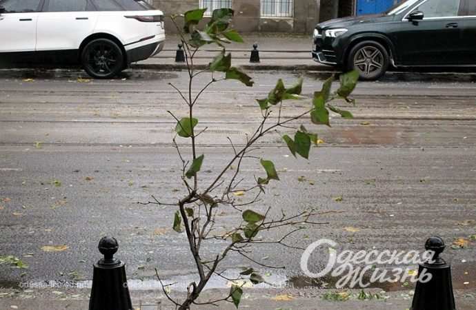 Одесса,, 26 ноября 2023-12