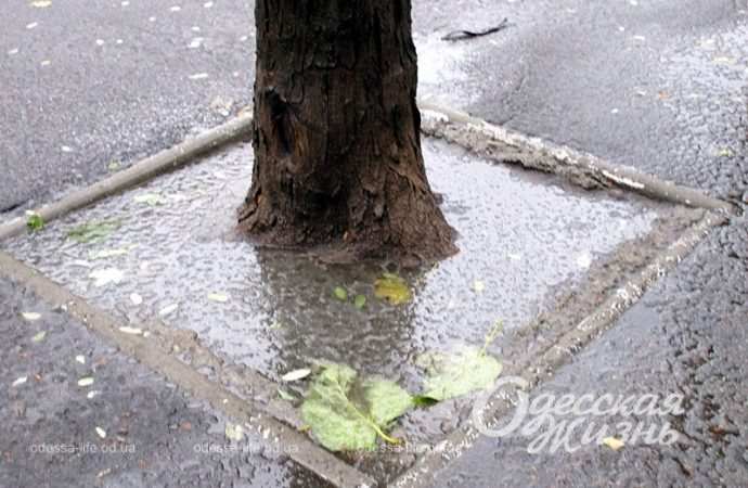 Одесса,, 26 ноября 2023-4