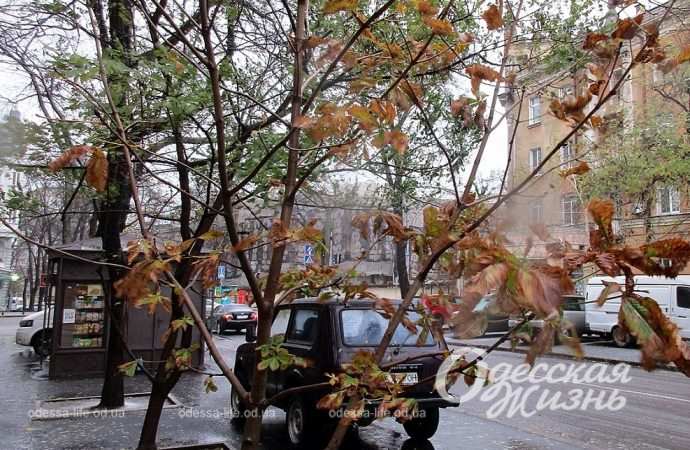 Одесса,, 26 ноября 2023-5