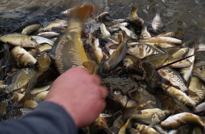 Кодиму зариблюють молодняком промислових видів риб у кількості десятків тисяч