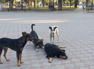 Нашествие собак в Рени: стаи бездомных бродяг все чаще нападают на людей