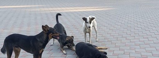 Нашествие собак в Рени: стаи бездомных бродяг все чаще нападают на людей