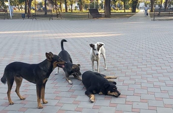 Нашествие собак в Рени: стаи бездомных бродяг все чаще нападают на людей