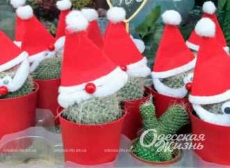 Костюми для кактусів та смарагдова скумбрія: сім миттєвостей одеського тижня в фото