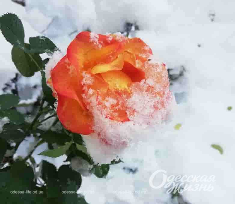 Фото дня: зимняя роза
