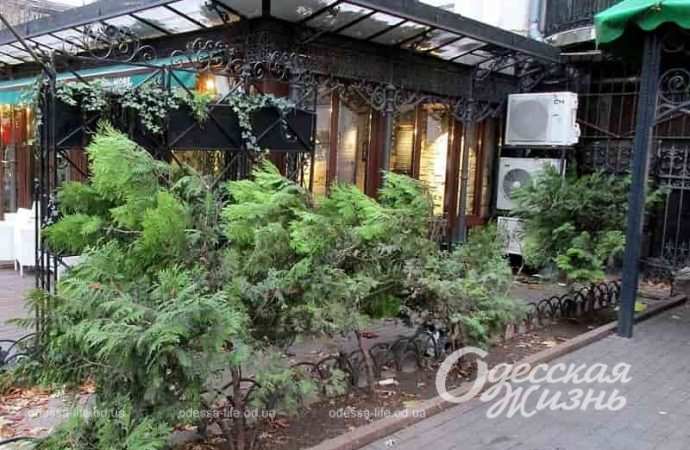 Одесский Горсад в декабре, зелень
