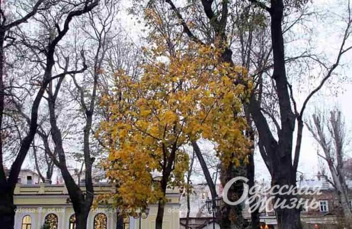 Одесский Горсад в декабре-6