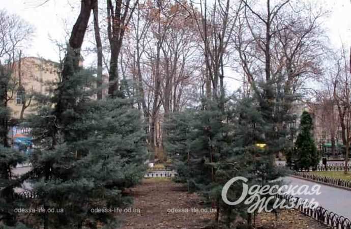 Одесский Горсад в декабре, елки
