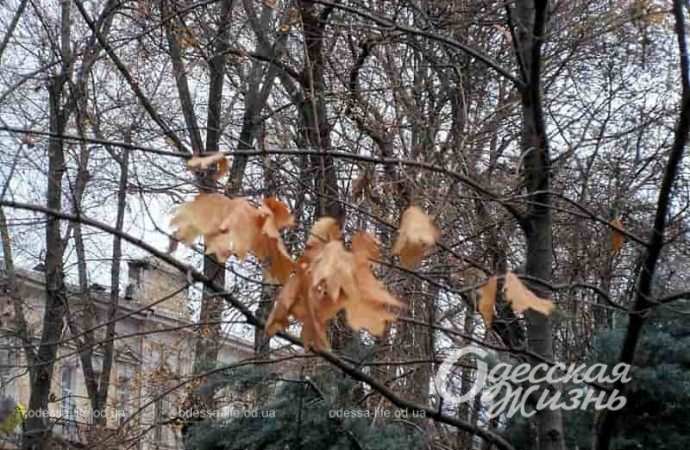 Одесский Горсад в декабре, листья