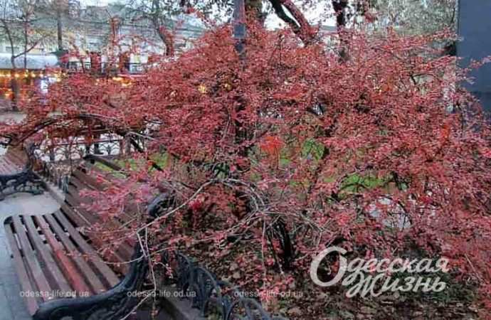 Одесский Горсад в декабре, скамейка и дерево