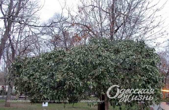 Одесский Горсад в декабре, зеленое дерево