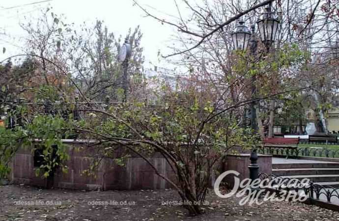 Одесский Горсад в декабре-2