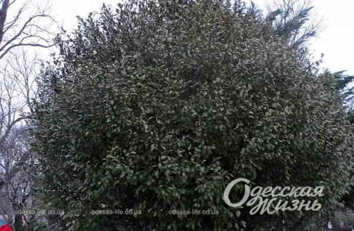 Одесский Горсад в декабре-10