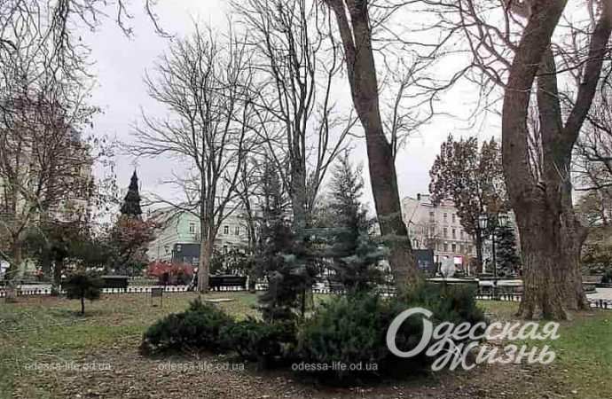 Одесский Горсад в декабре, деревья