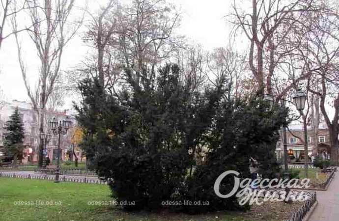 Одесский Горсад в декабре-4