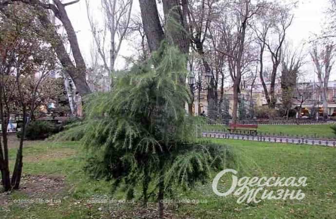 Одесский Горсад в декабре-5