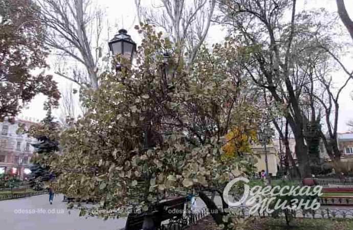 Одесский Горсад в декабре, фонарь