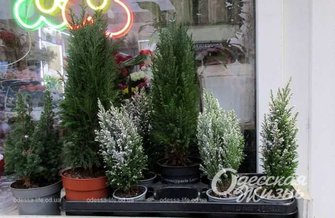 Елки. Котова