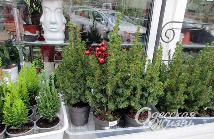 Елки. Котова