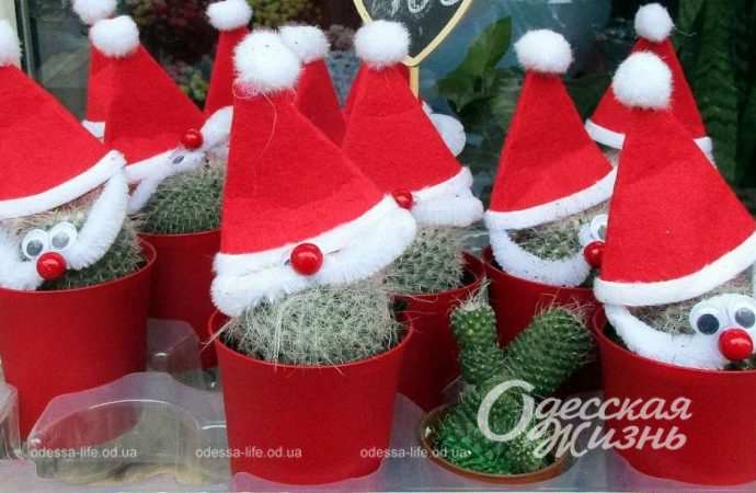 Елки. Котова