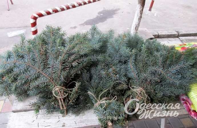 Елки. Котова