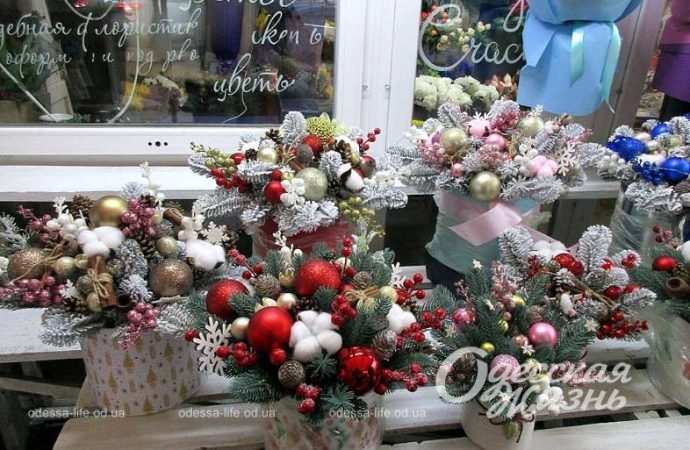 Елки. Котова