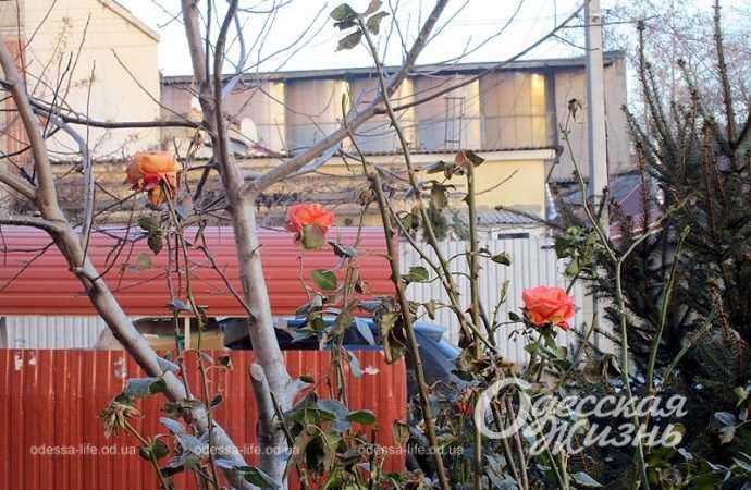 На Молдаванке, розы