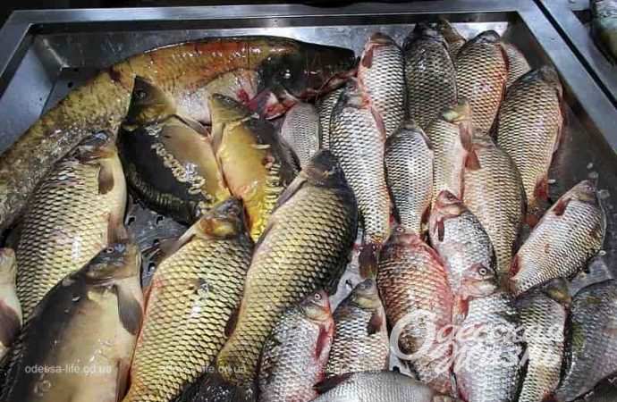 Сколько стоит в Одессе рыба