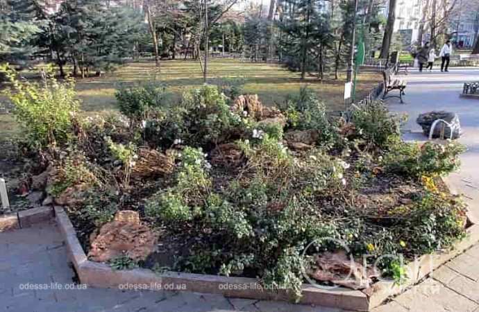 Одесса предновогодняя, растения