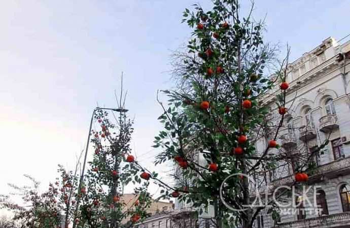 Одесса предновогодняя, мандариновое дерево на Греческой