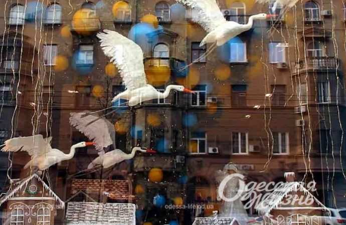 Одесские витрины, птицы