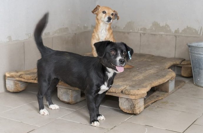 «Притулок для захисту та допомоги безпритульним тваринам»