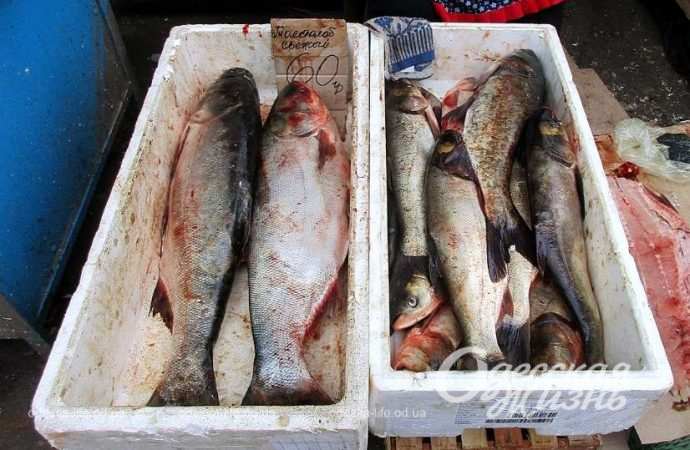 Привоз 8.12. Котова