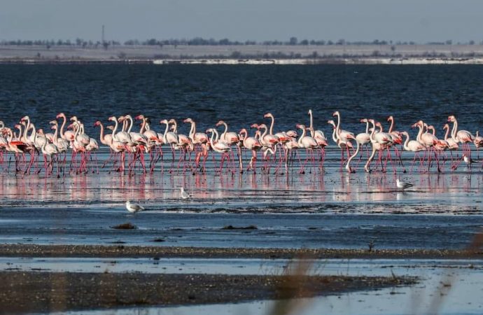 Какие изменения принесли штормы колонии фламинго в Одесской области