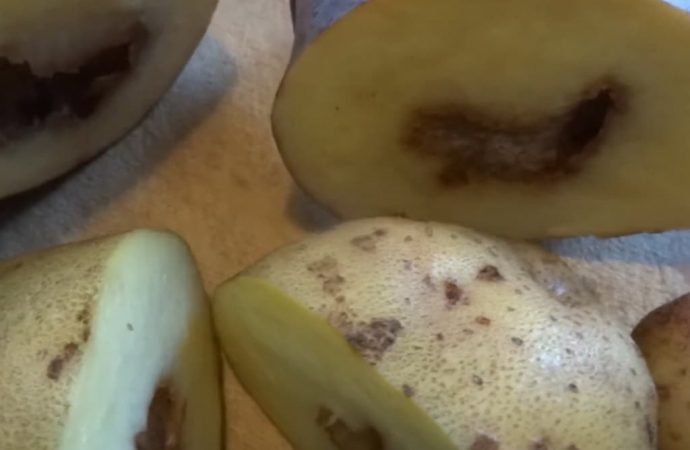 картофель с полыми клубнями внутри