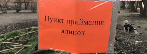 Здати ялинки після свят можна одеським комунальникам: ті використовують їх з користю (адреси)