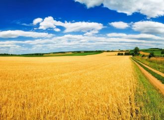 Земельная реформа в Украине: фермеры просят отсрочить второй этап из-за войны