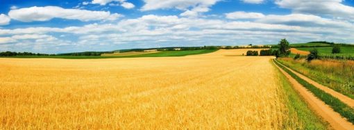 Земельная реформа в Украине: фермеры просят отсрочить второй этап из-за войны